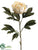 Peony Spray - Vanilla - Pack of 12