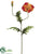 Poppy Spray - Talisman - Pack of 12