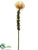 Protea Spray - Gold Yellow - Pack of 12