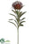Protea Spray - Coffee - Pack of 12