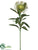Protea Spray - Green - Pack of 12