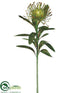Silk Plants Direct Protea Spray - Green - Pack of 12