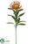 Protea Spray - Rust - Pack of 12