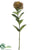 Protea Bud Spray - Green Brown - Pack of 12