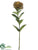 Protea Bud Spray - Green Brown - Pack of 12