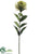 Protea Bud Spray - Green Two Tone - Pack of 12