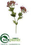 Silk Plants Direct Queen Anne's Lace Spray - Orchid - Pack of 12
