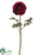 Ranunculus Spray - Burgundy - Pack of 12