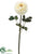 Ranunculus Spray - White - Pack of 12