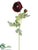 Ranunculus Spray - Burgundy - Pack of 12