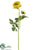 Ranunculus Spray - Yellow - Pack of 12