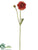 Ranunculus Spray - Flame - Pack of 12