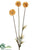Scabiosa Spray - Brown Yellow - Pack of 12