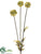 Scabiosa Spray - Green - Pack of 12