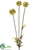 Scabiosa Spray - Green - Pack of 12