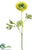 Ranunculus Spray - Green - Pack of 12