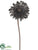 Gerbera Daisy Spray - Black - Pack of 12