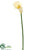 Calla Lily Spray - Cream - Pack of 12