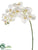 Phalaenopsis Orchid Spray - Cream - Pack of 6