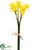 Daffodil Bundle - Yellow - Pack of 12