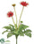 Wild Gerbera Daisy Bush - Orange - Pack of 4