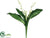 Lily of the Valley Bush - White - Pack of 12