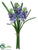 Muscari Bundle - Blue - Pack of 24