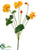 Nasturtium Bush - Yellow Gold - Pack of 12