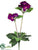 Primula Bush - Orchid - Pack of 8