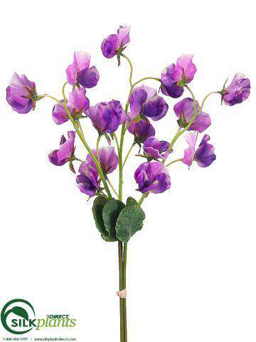 lavender pea flower Sweet Pea Bundle - Lavender - Pack of 12 - (CVL-559SBHS)