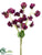 Sweet Pea Bundle - Orchid Dark - Pack of 12