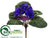 African Violet Bush - Purple Dark - Pack of 6