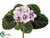 African Violet Bush - Purple Dark White Lavender - Pack of 6