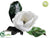 Magnolia - White - Pack of 12