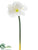 Amaryllis Spray - White - Pack of 12