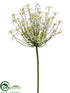 Silk Plants Direct Allium Blossom Spray - Cream Green - Pack of 6