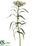 Silk Plants Direct Anaphalis Spray - Cream - Pack of 6