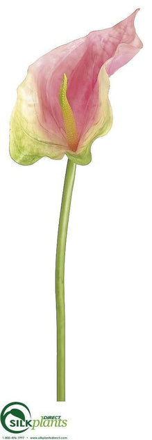 Obake Anthurium Spray - Pink Green - Pack of 12