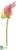 Obake Anthurium Spray - Pink Green - Pack of 12