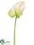 Obake Anthurium Spray - Green - Pack of 12