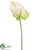 Obaki Anthurium Spray - Cream Green - Pack of 12