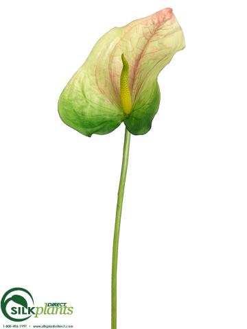 anthurium obake plants Obake Anthurium Spray - Pink Green - Pack of 12 - (CRG/KP-931ASHS)
