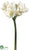 Amaryllis Spray - Cream - Pack of 6