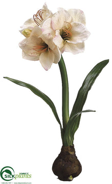 Amaryllis - Pink Blush - Pack of 4