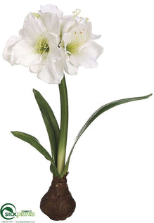 Amaryllis - White - Pack of 4