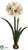 Amaryllis - White - Pack of 4