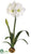 Amaryllis - White - Pack of 4