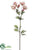 Astrantia Spray - Pink Cerise - Pack of 12