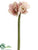 Amaryllis Spray - Pink Cream - Pack of 12