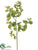 Basil Spray - Green - Pack of 6